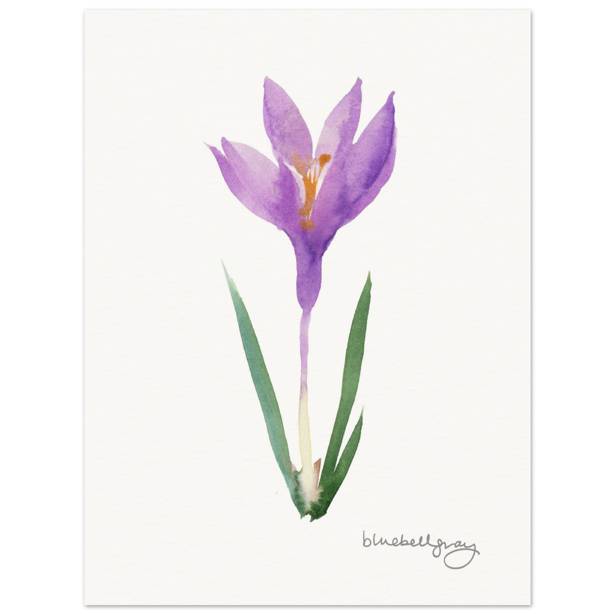 Crocus Art Print – Bluebellgray